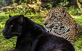 Un jaguar noir en compagnie d'un congénère à fourrure normale.