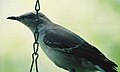 Adult mockingbird on suet feeder.