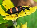 Orange Blister Beetle, Ransai, Maharashtra