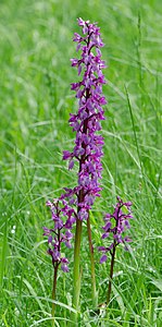Orchis mascula, by Tuxyso