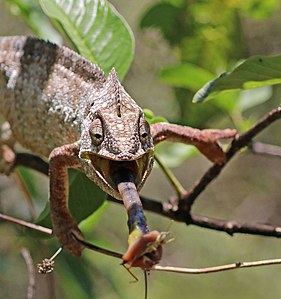 Malagasy giant chameleon feeding, 3 of 4, by Charlesjsharp