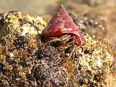 Pagurus longicarpus