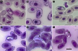 Gamontes de Hepatozoon domerguei (Coccidiasina)