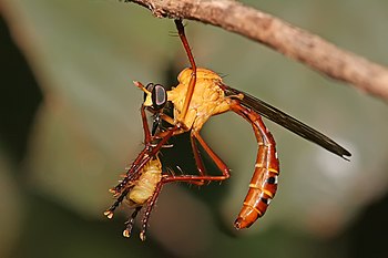 Robber fly eating a beetle