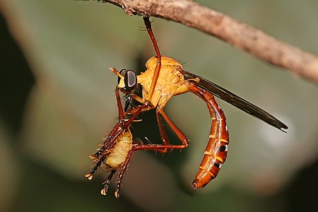 Dasypogoninae sp. robberfly, by Muhammad Mahdi Karim