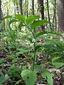 The Broad-leafed Solomon's seal is a typical variety in the Harten Au.[2]