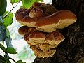 Polypore hérissé