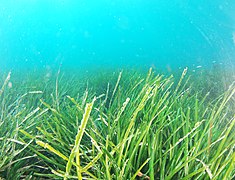 Posidonia oceanica.