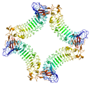 LINGO1, involved in structure of neurons