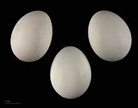 Eggs of Psittacula krameri—MHNT