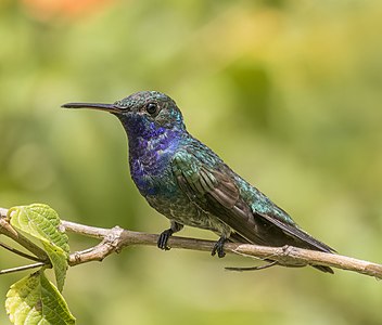 Sapphire-throated hummingbird, by Charlesjsharp