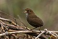 Scaly-breasted wren-babbler