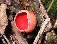 Amanita muscaria