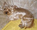 Golden Yorkie, judged as miscolour in normal Yorkshire breeding. The saddle is missing due to the recessive gene for red on the extension locus (see Dog coat genetics).