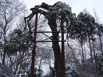 Il "Ginepro delle Sei Dinastie", il simbolo del Guozijian di Nanchino.