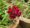 Dark red cultivar of Dianthus barbatus