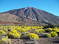 Végétation aride de buissons en altitude, près de Teide.