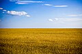 Agricultural landscape in Kherson