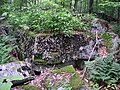 U. mammulata on sandstone blocks in Otter Creek Wilderness, West Virginia.