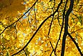 Yellow leaves of Norway Maple in autumn