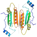 P19 protein dimer