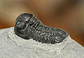 Focus stacking empilé de sept photographies d'un fossile de trilobite.