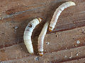 Waxworms are used as live-bait for trout fishing.