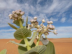 阿德拉爾沙漠的白花牛角瓜（英语：Calotropis procera）