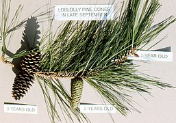 Loblolly pine branch with cones of different ages; two-year old cones will disperse seeds during fall and winter.