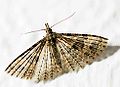 In the many-plumed moths (family Alucitidae), wings are split along each vein