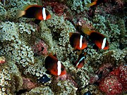 A. melanopus Entacmaea quadricolor (Bubble tip anemone)