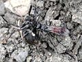 Anoplius viaticus (L.) (Hymenoptera: Pompilidae) with prey Nuctenea umbratica (Clerck) (Arachnida: Araneidae), England UK