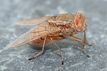 Bengalia species blow-fly