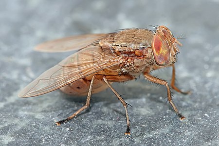 Bengalia sp. fly, by Muhammad Mahdi Karim