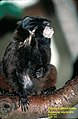 Black-mantled tamarin