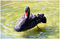 Black swan