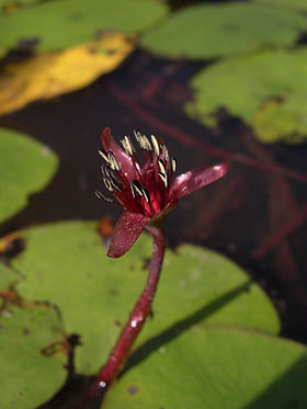 Brasenia schreberi.