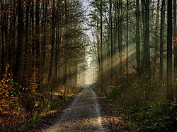 Ermell mit Sonnenstrahlen im Bruderwald in Bamberg