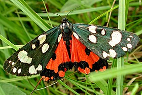 Visão dorsal