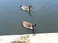 Canadian Goose (Branta canadensis)