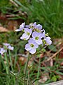 Cardamine des prés