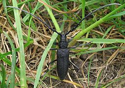 Cerambyx scopolii (Cerambycidae)