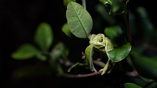 Un petit Chamaeleonidae de nuit à Malte. Aout 2019.