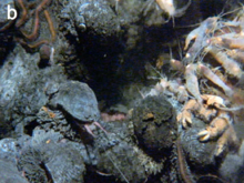 Snails with grey shell and grey scales. Red-brown annelids and yellow-white crustaceans are around.