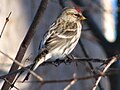 Carduelis flammea (ženka)