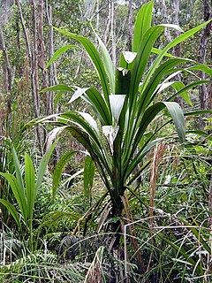 Description de l'image Cordyline banksii.jpg.