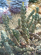 Crassula arta.