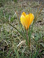 Crocus 'Yellow Mammoth'