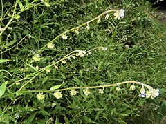 花序は長さ15-20cmに伸び、まばらに多数の花をつける。