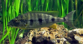 Boulengerochromini (E): Boulengerochromis microlepis is one of the world's largest cichlids[43] and only member of its tribe[46]